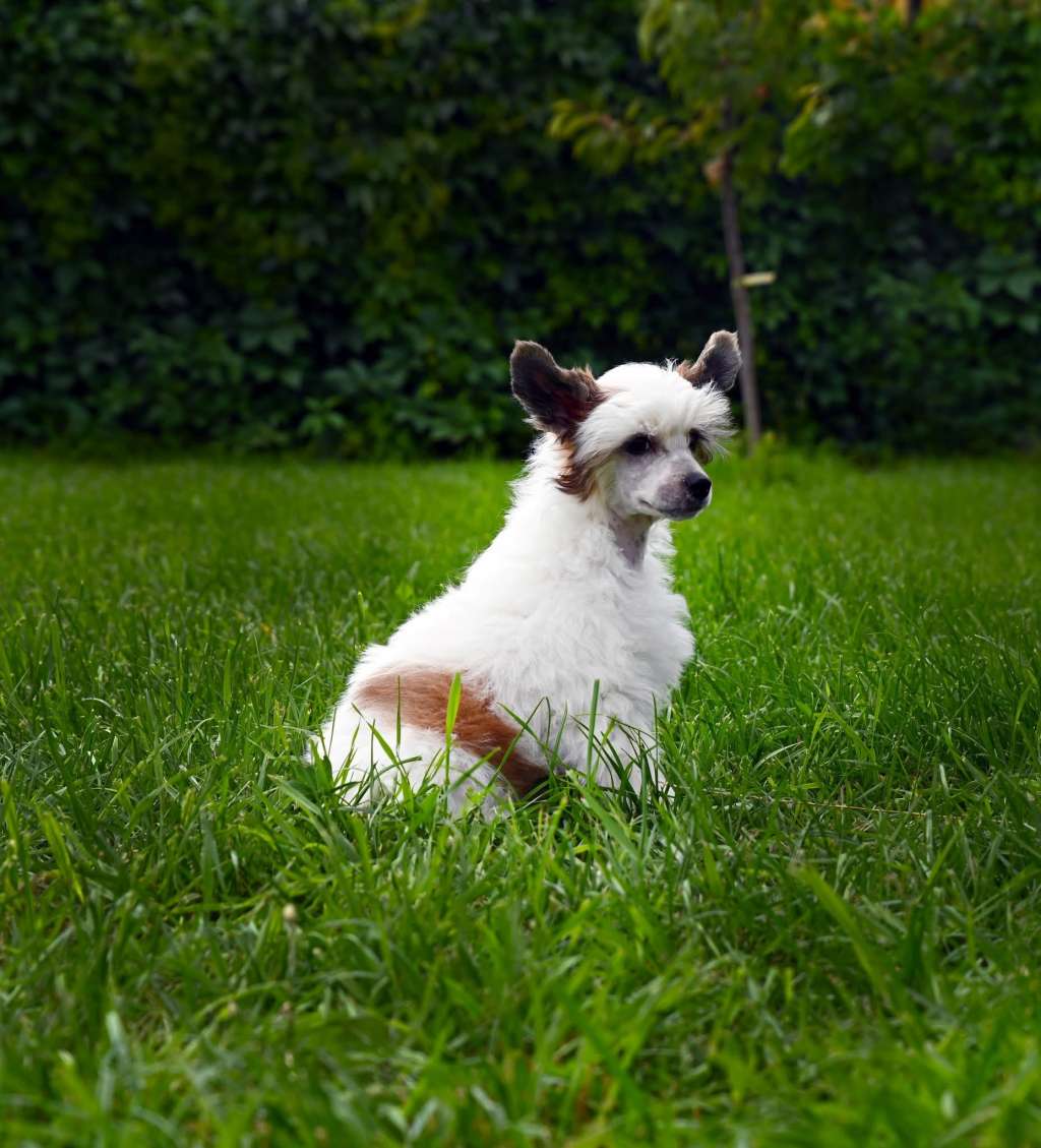 Baikal Dream Silver Moonbeam