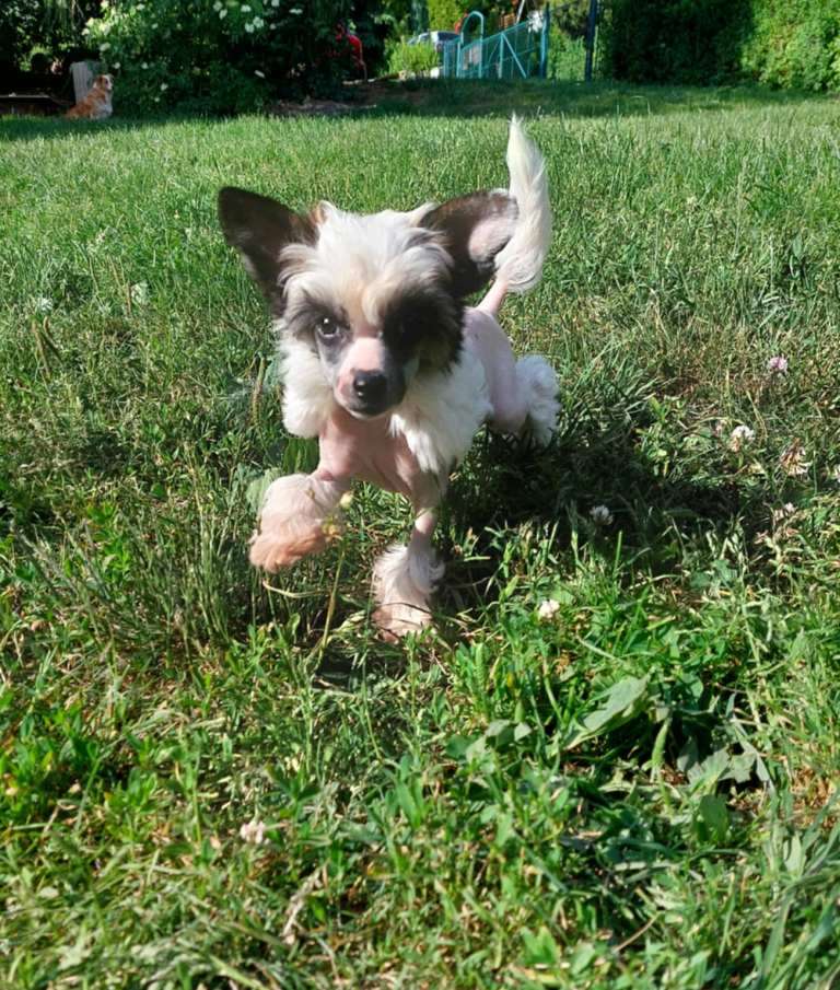 Ivette Belle Cool Lady