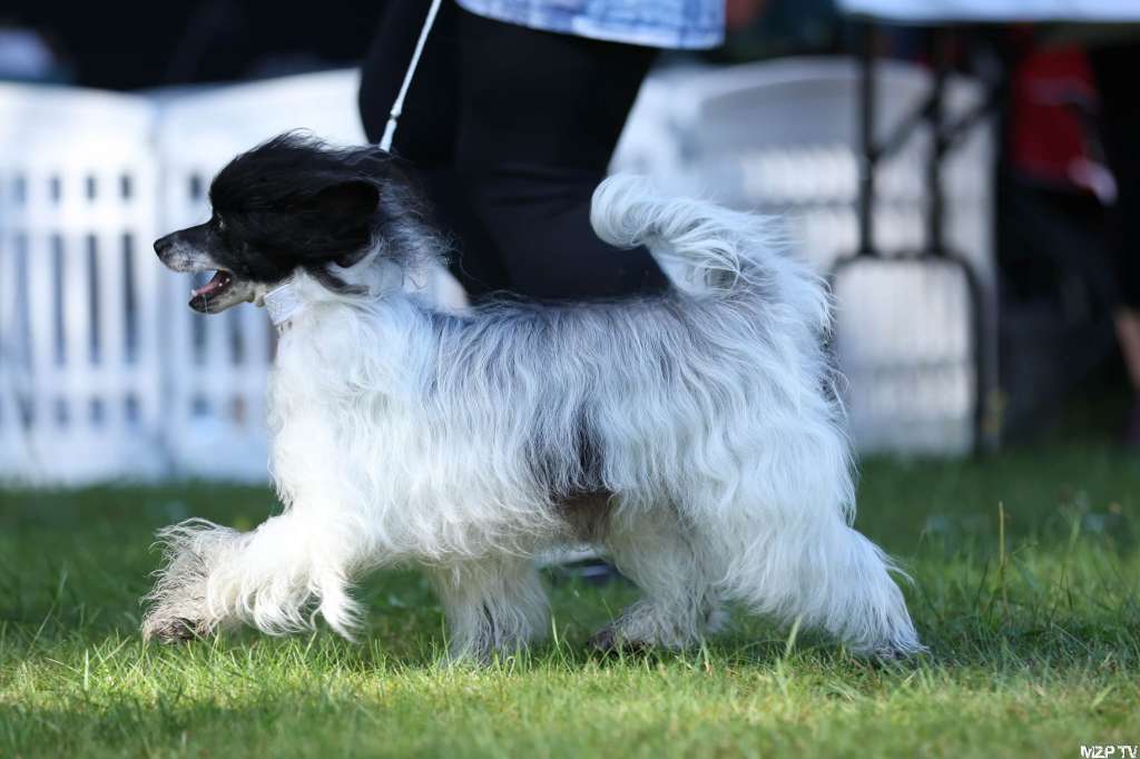 Luch's Black Guardian Aneko