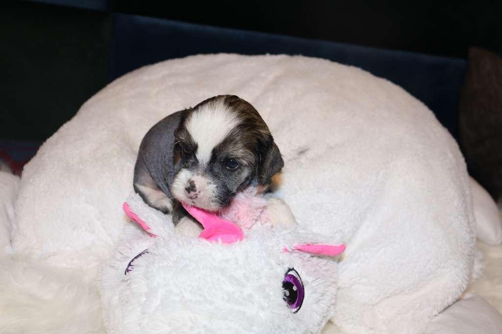 Luch's Black Guardian Daisuke