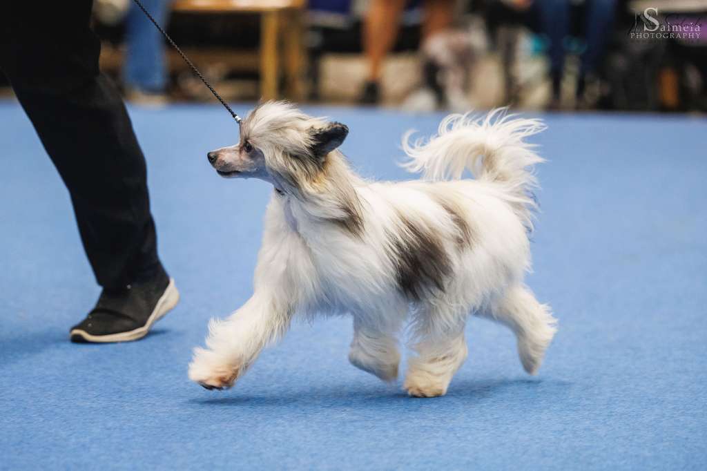 Uniikkitassun Kultahippu