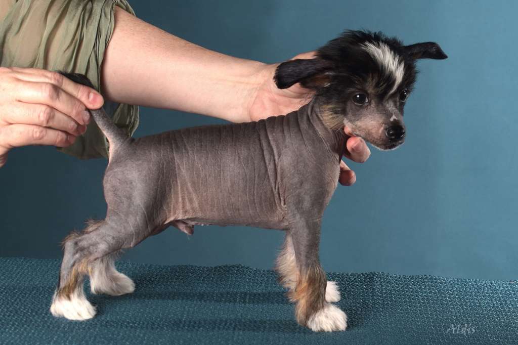 TnTcrested Devil wears Prada