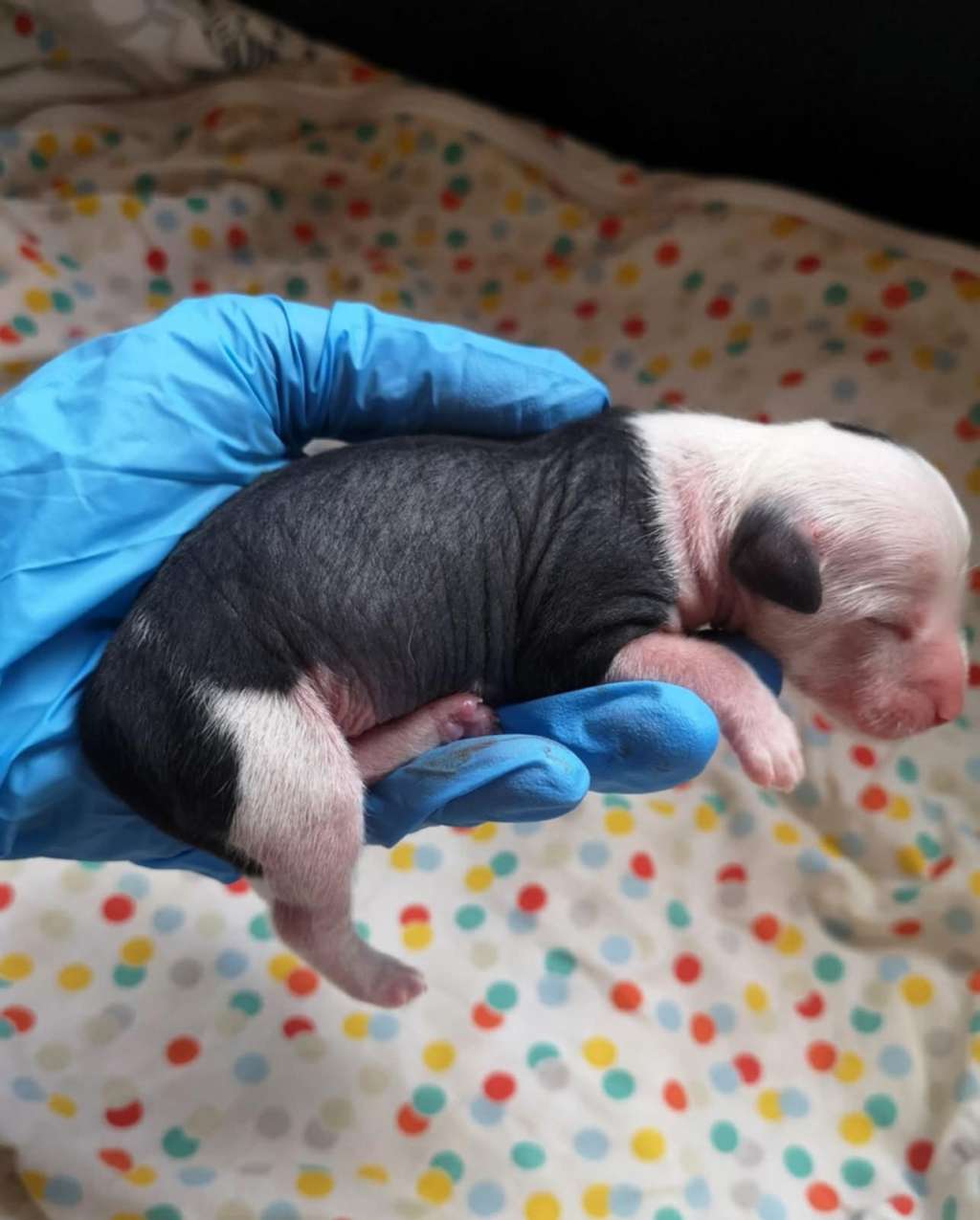 Sugar Baby Winning Smile