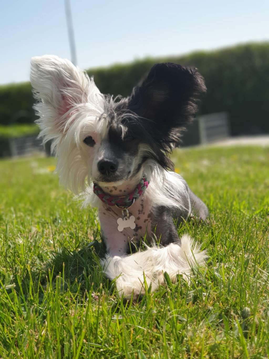 Lille Wenedig's Alva