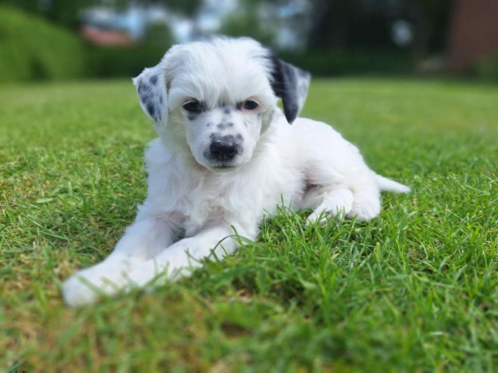 Rosy Starprint's Snow in Summer
