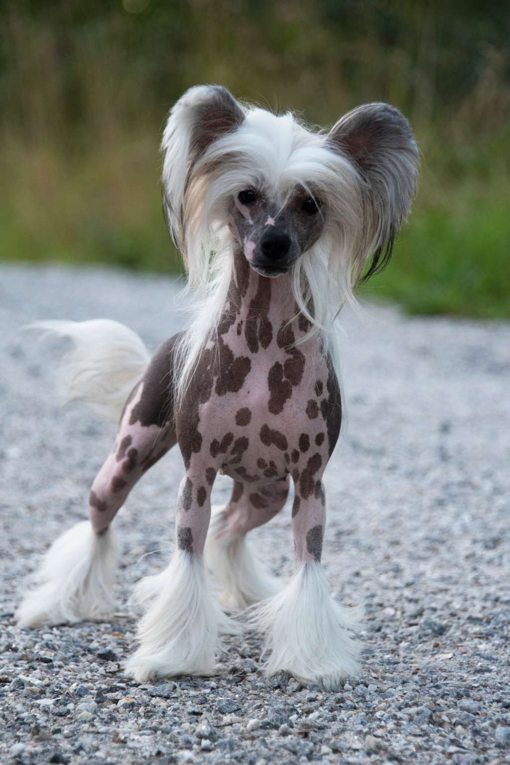 Heaven's Paradise Gerardesky