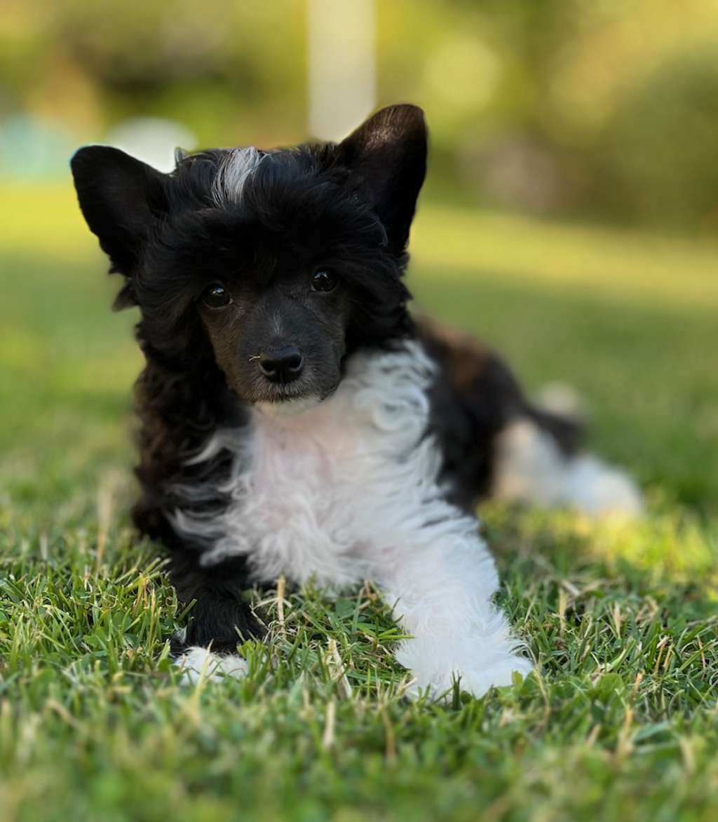 Nick Nack Heritage of Han