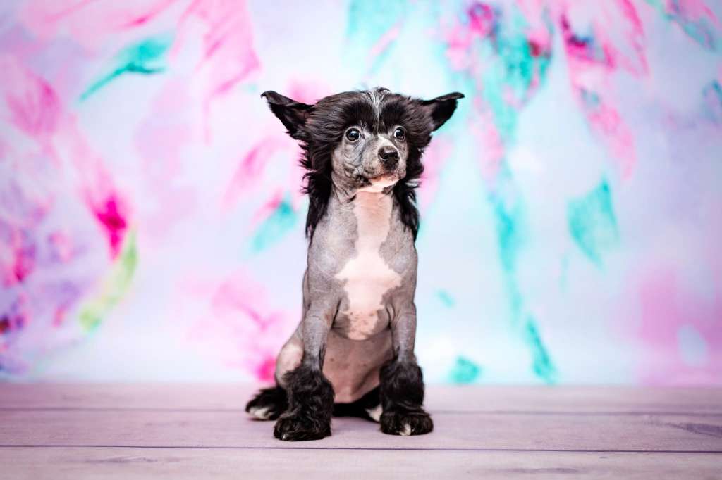 Light Of My Soul Creciente Estrella