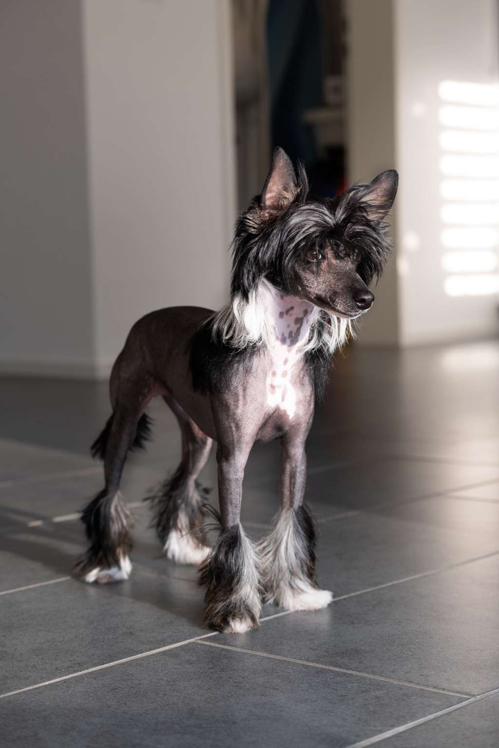 Be My Dog's Ovations N Roaring