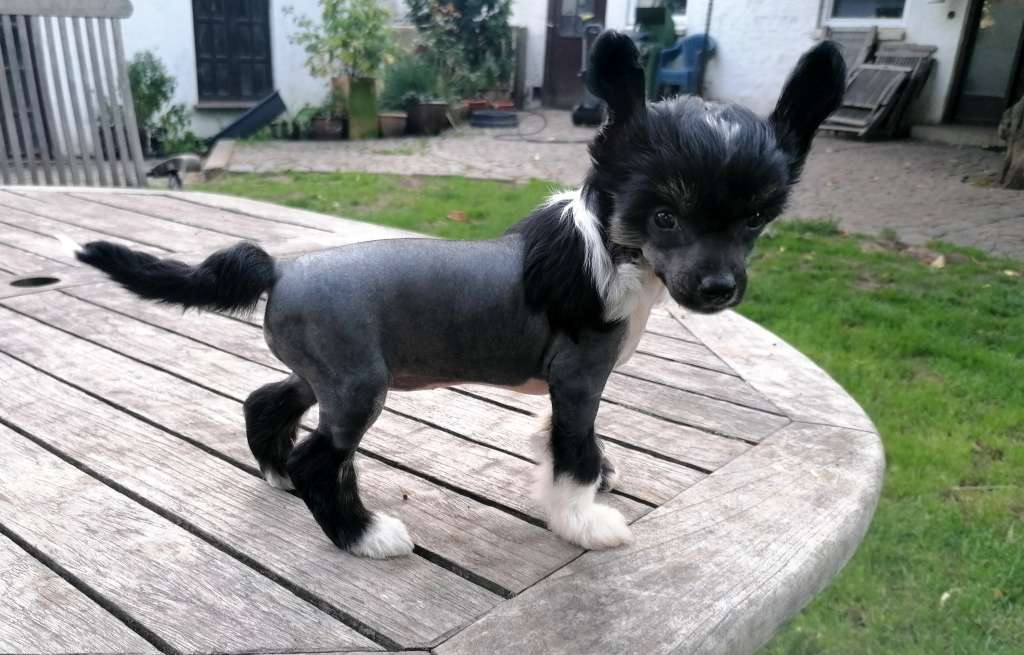 Be My Dog's Ora Basta