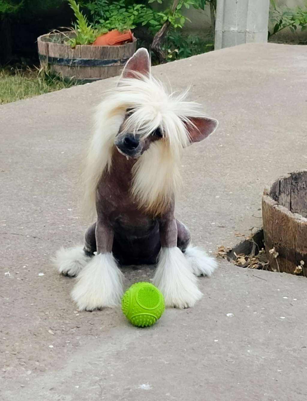 Amani Molosos Gratzi