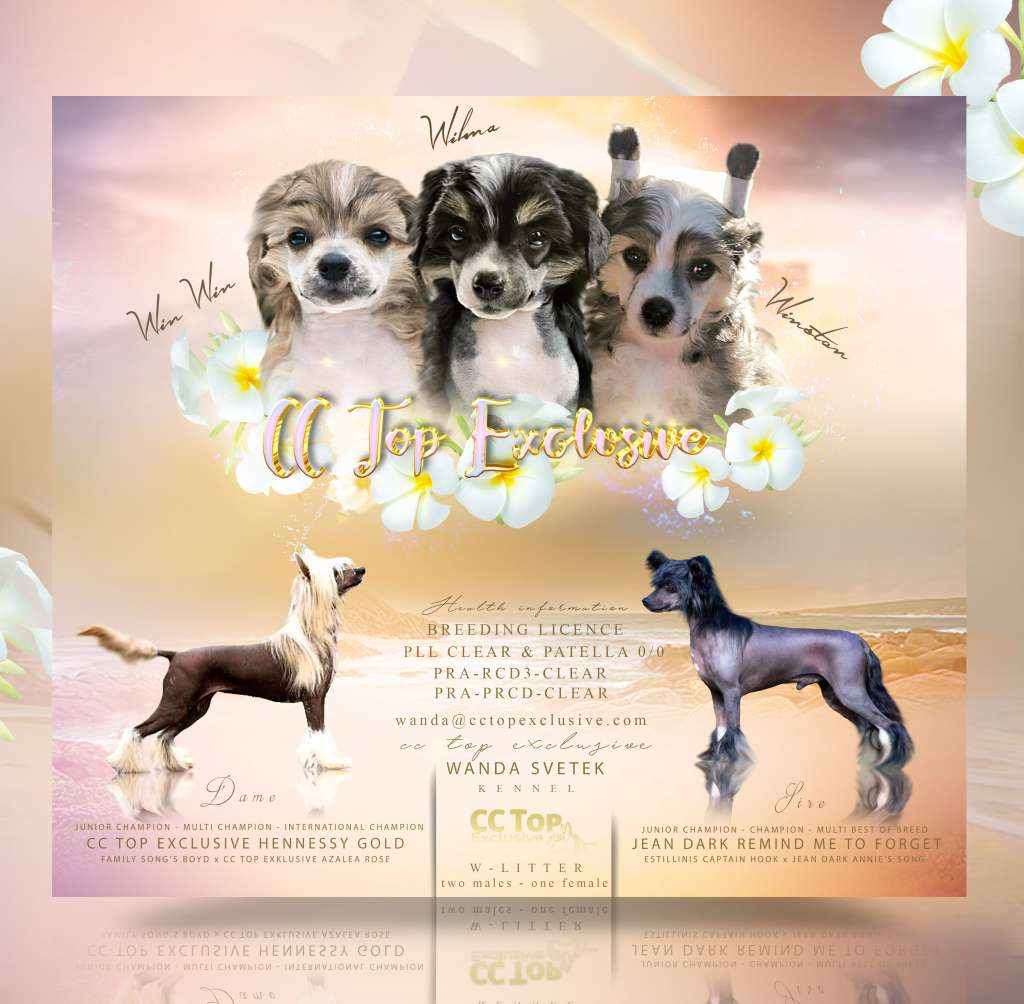 Cc Top Exclusive Win Win