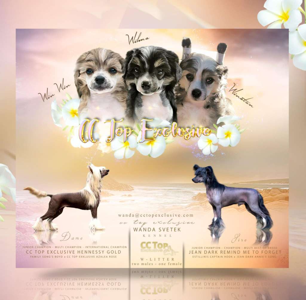 Cc Top Exclusive Winston Stone