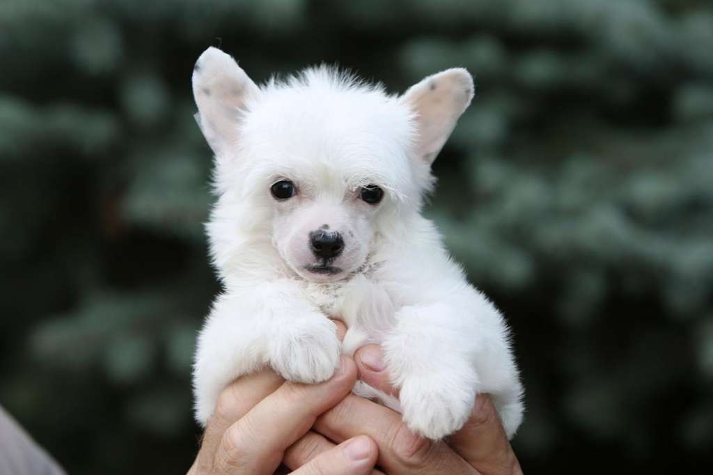 Incanto Del Mondo Solo Dance