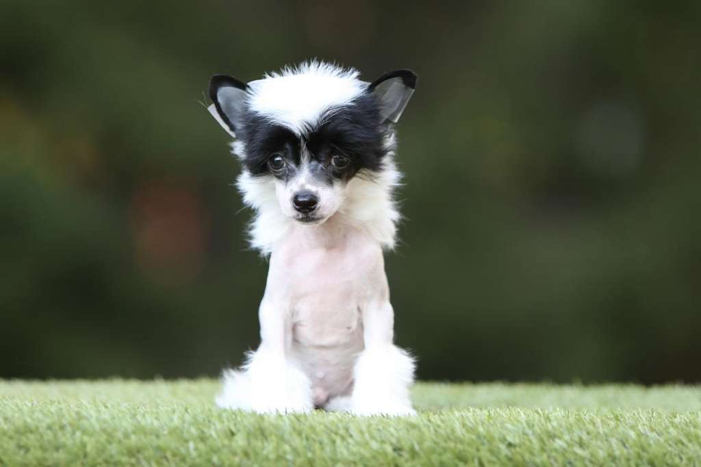 Incanto Del Mondo Salsa Fusion