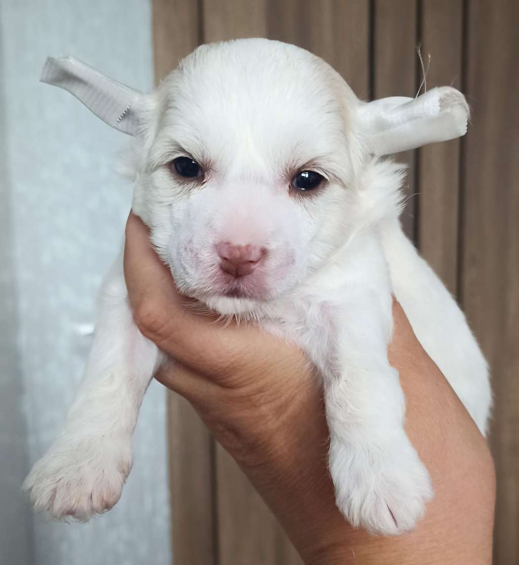 Famely Mar'S Afrodita