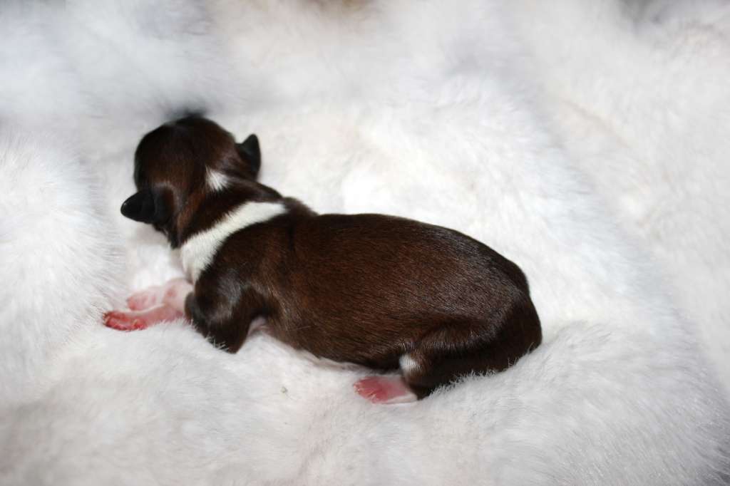 Via Della Seta Original Prankster