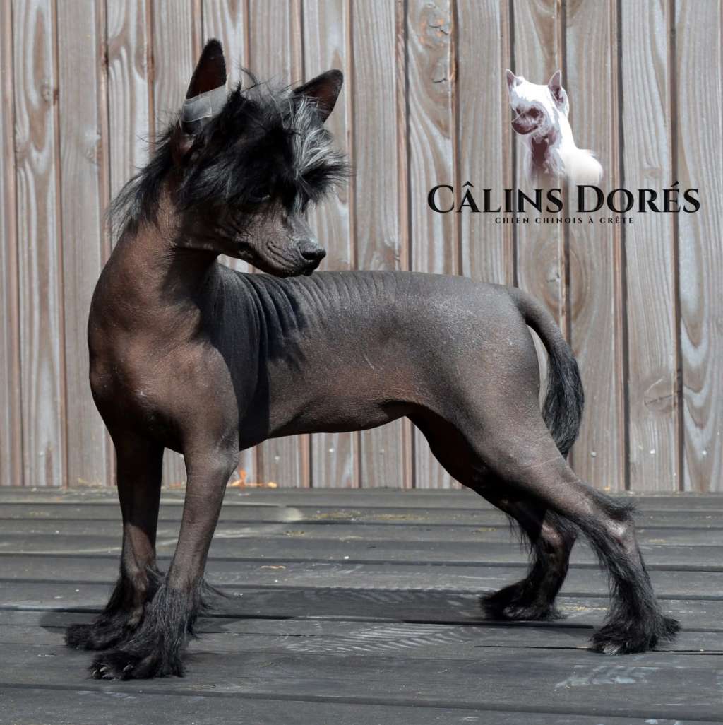 Arlette des Calins Dores