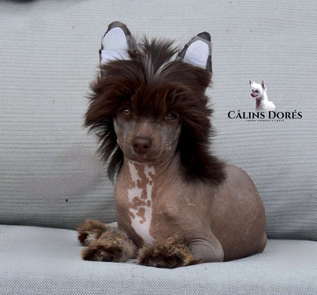 A Twix Moment des Calins Dores