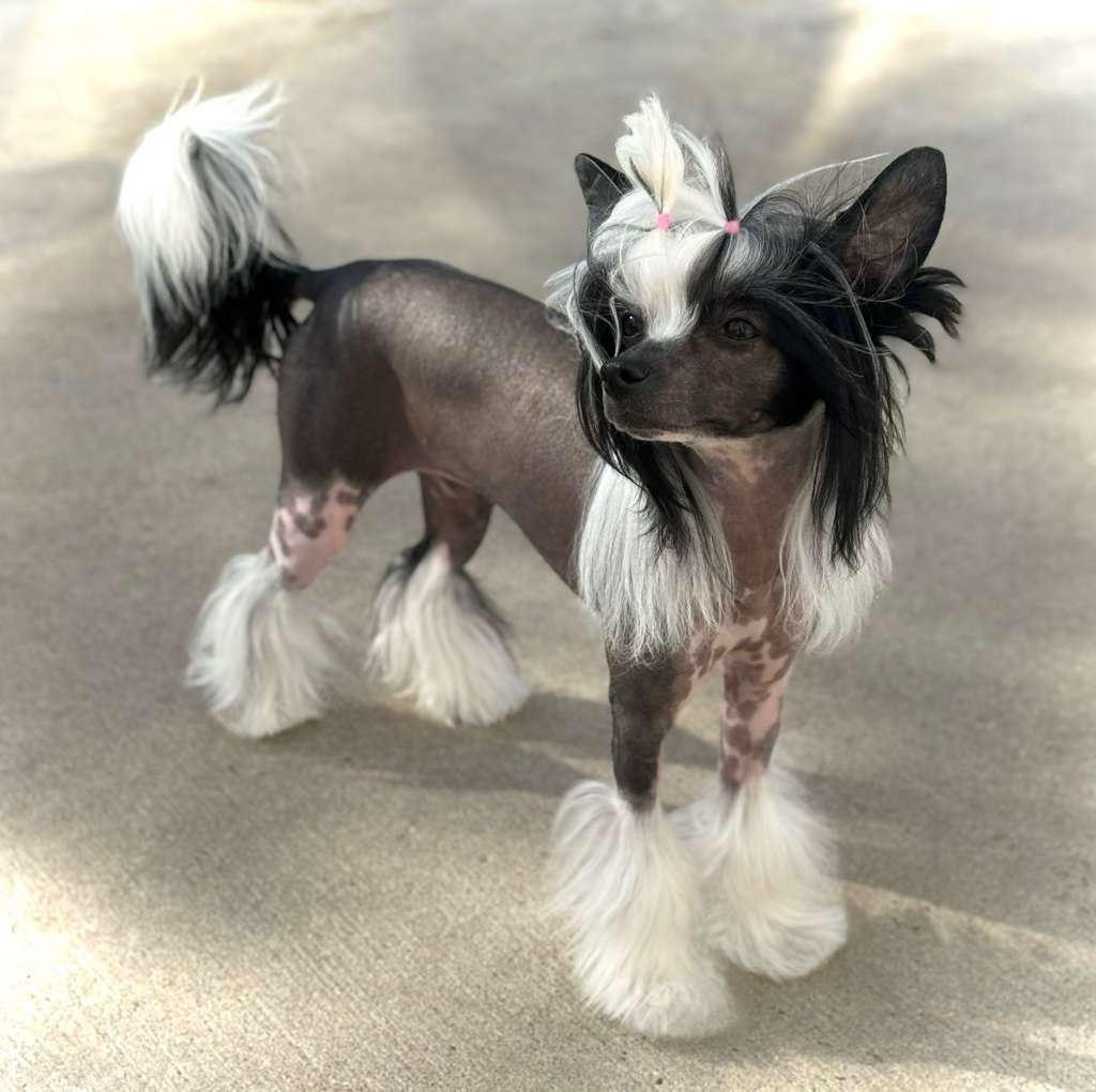 Gracieux-Pahlavi Cue The Confetti