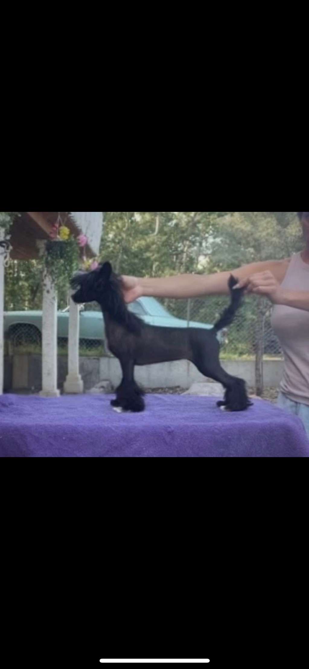 Taja little black olive