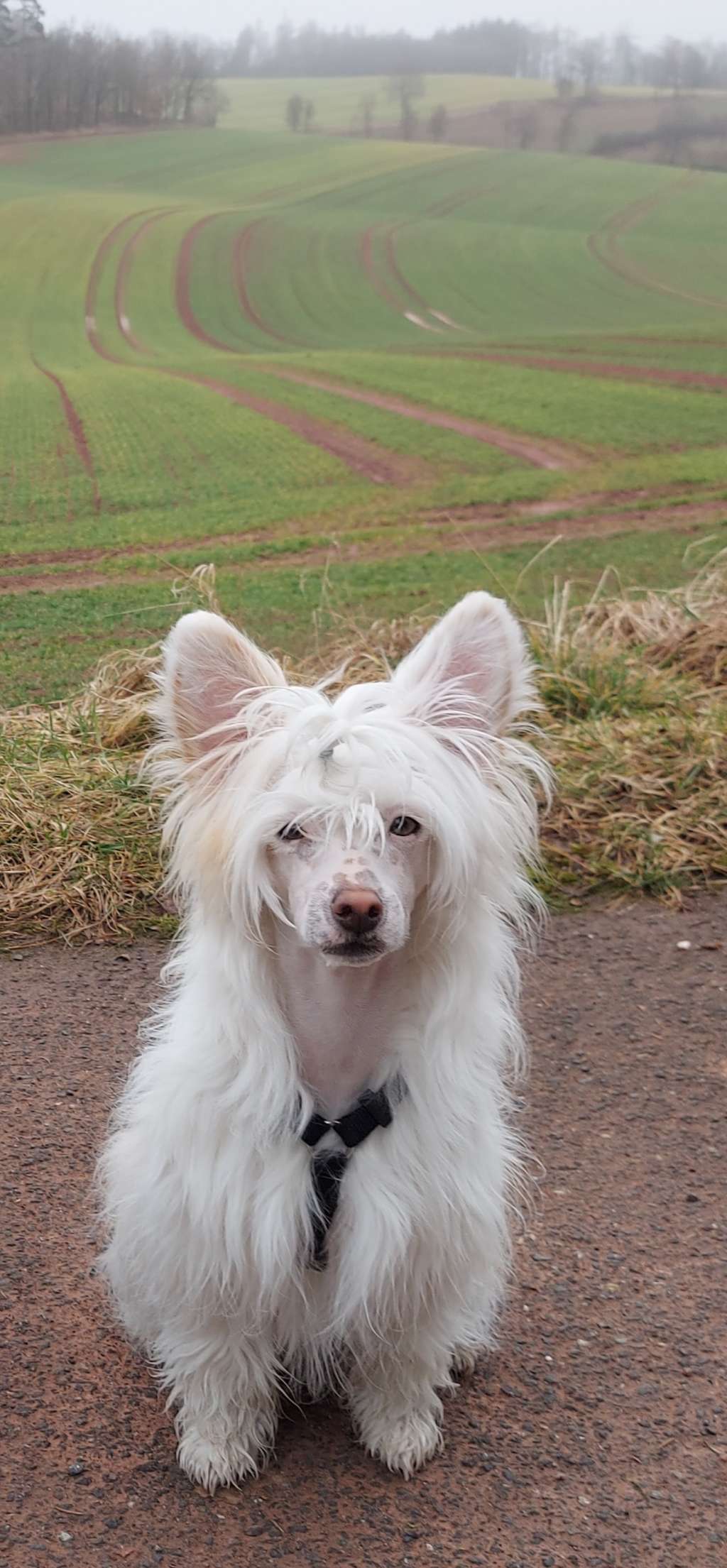 Edcullen's Glade Lobster