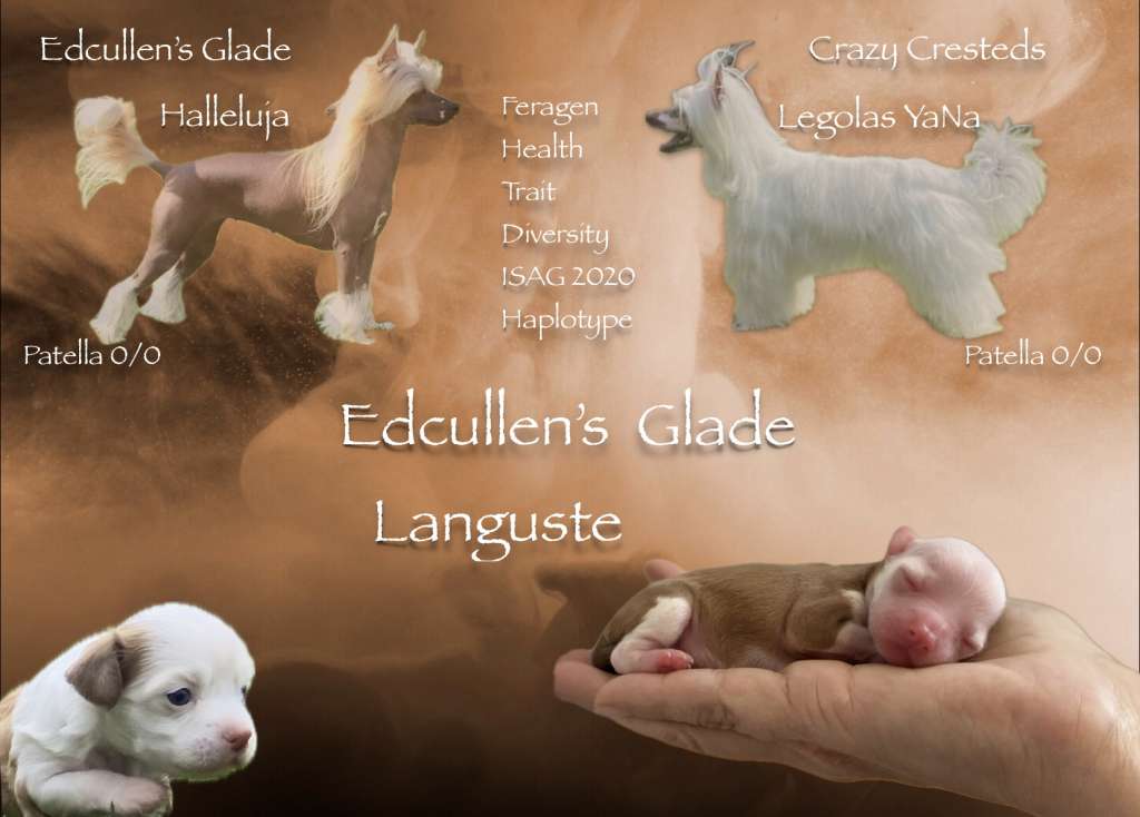 Edcullen's Glade Languste
