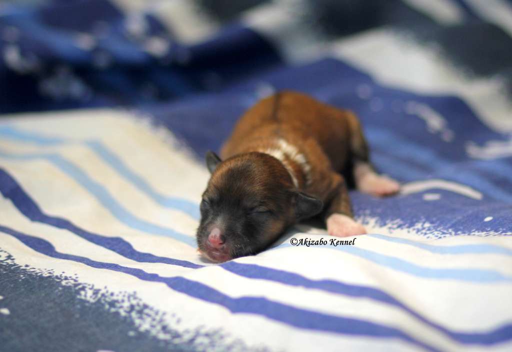 Licze Na Zabawe Akizabo