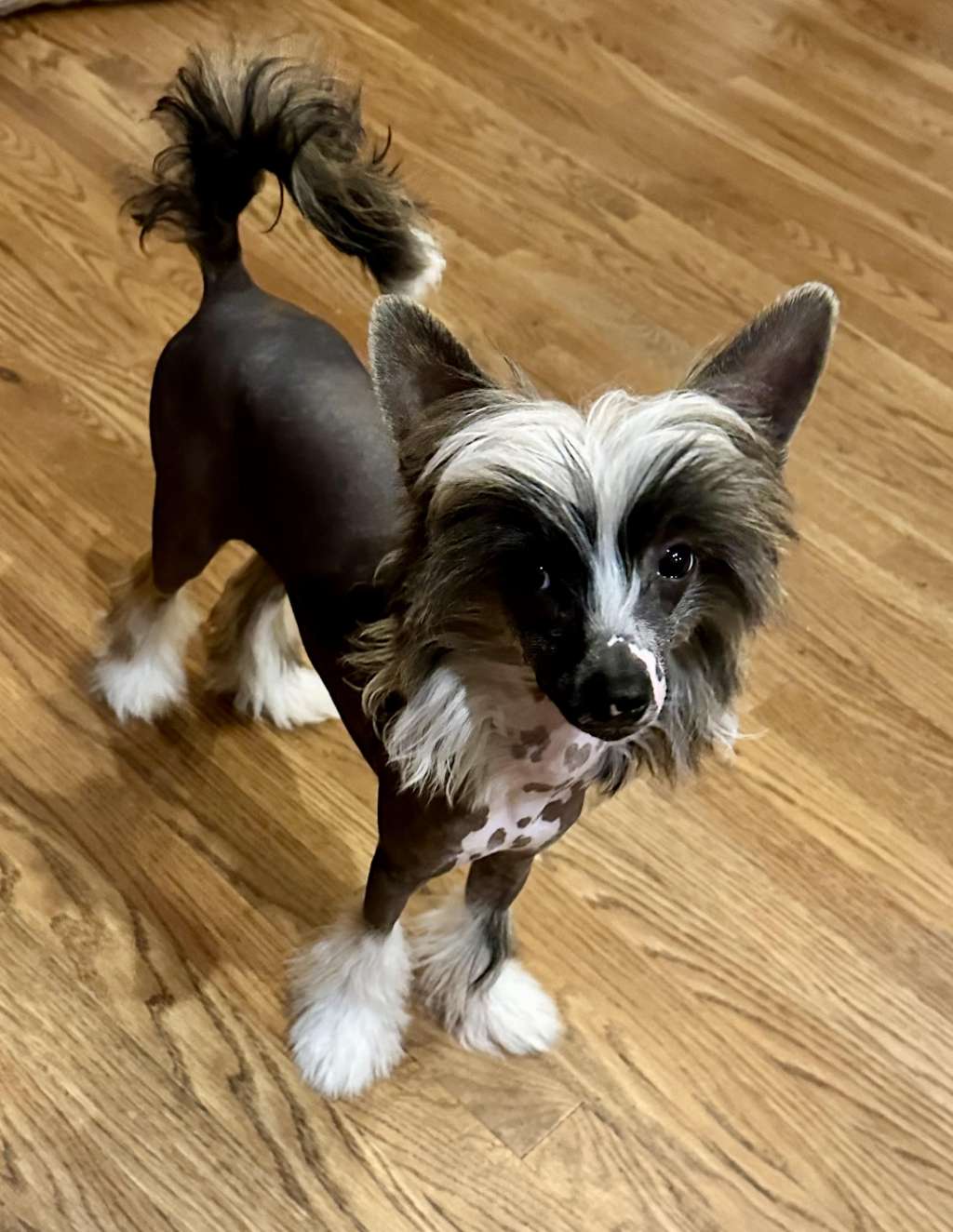 Jushae's Southern Charm