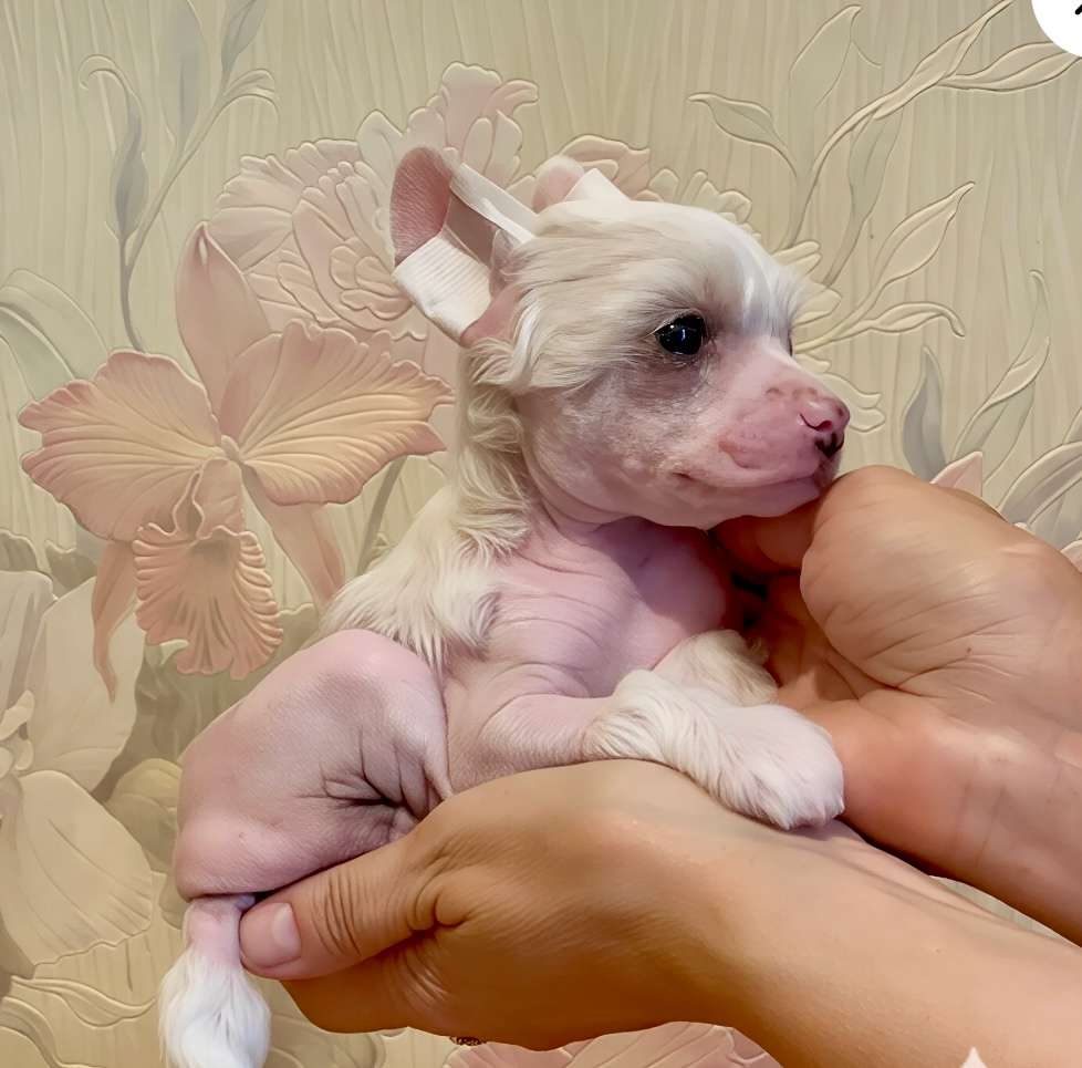 Ksolo Club  Roi Jean Paul Imperial Mar's