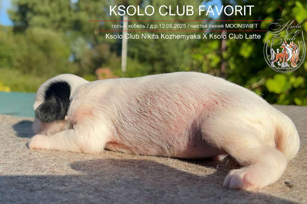 Ksolo Club  Favorit
