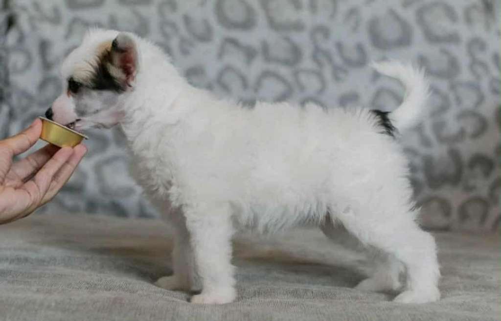 Chagiya's First Come First Served