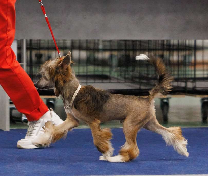 Laisan Island Benjamin