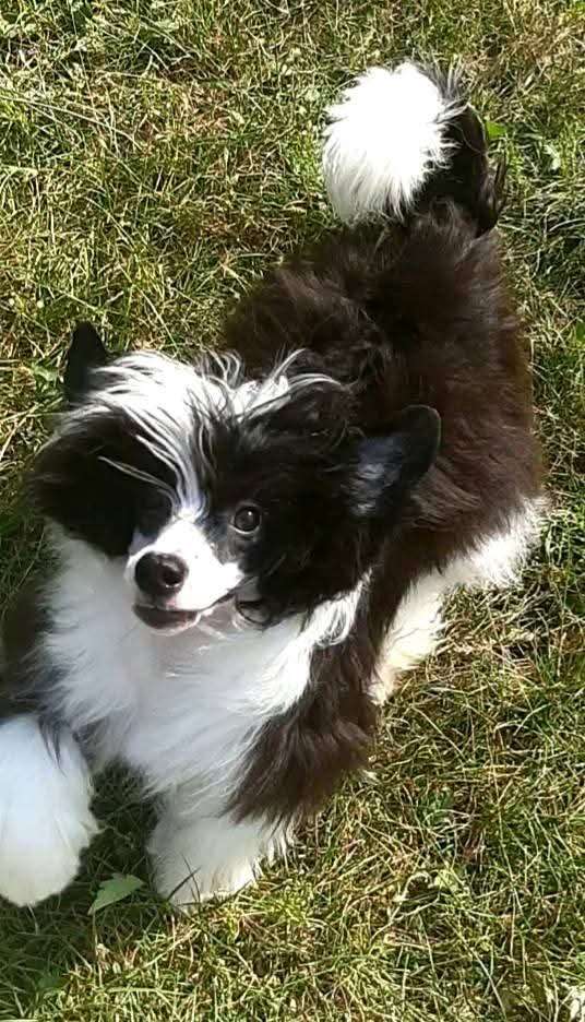 Magic of Success Bradley