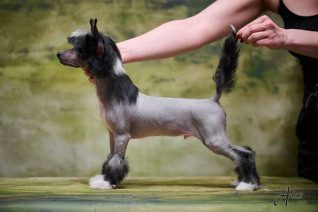 Kraspamir Limited Edition