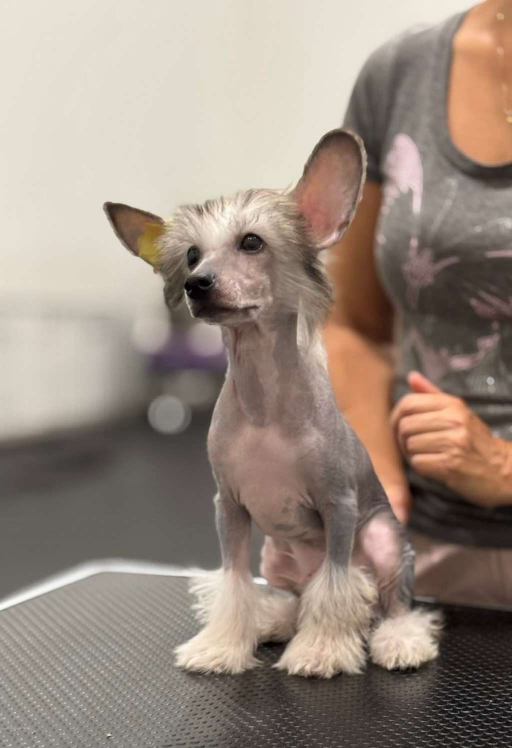 Kraspamir Misje Bulk