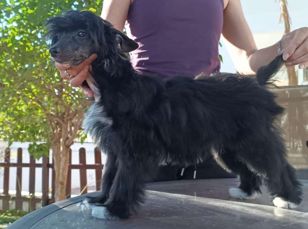 Zelendaya Hallelujah