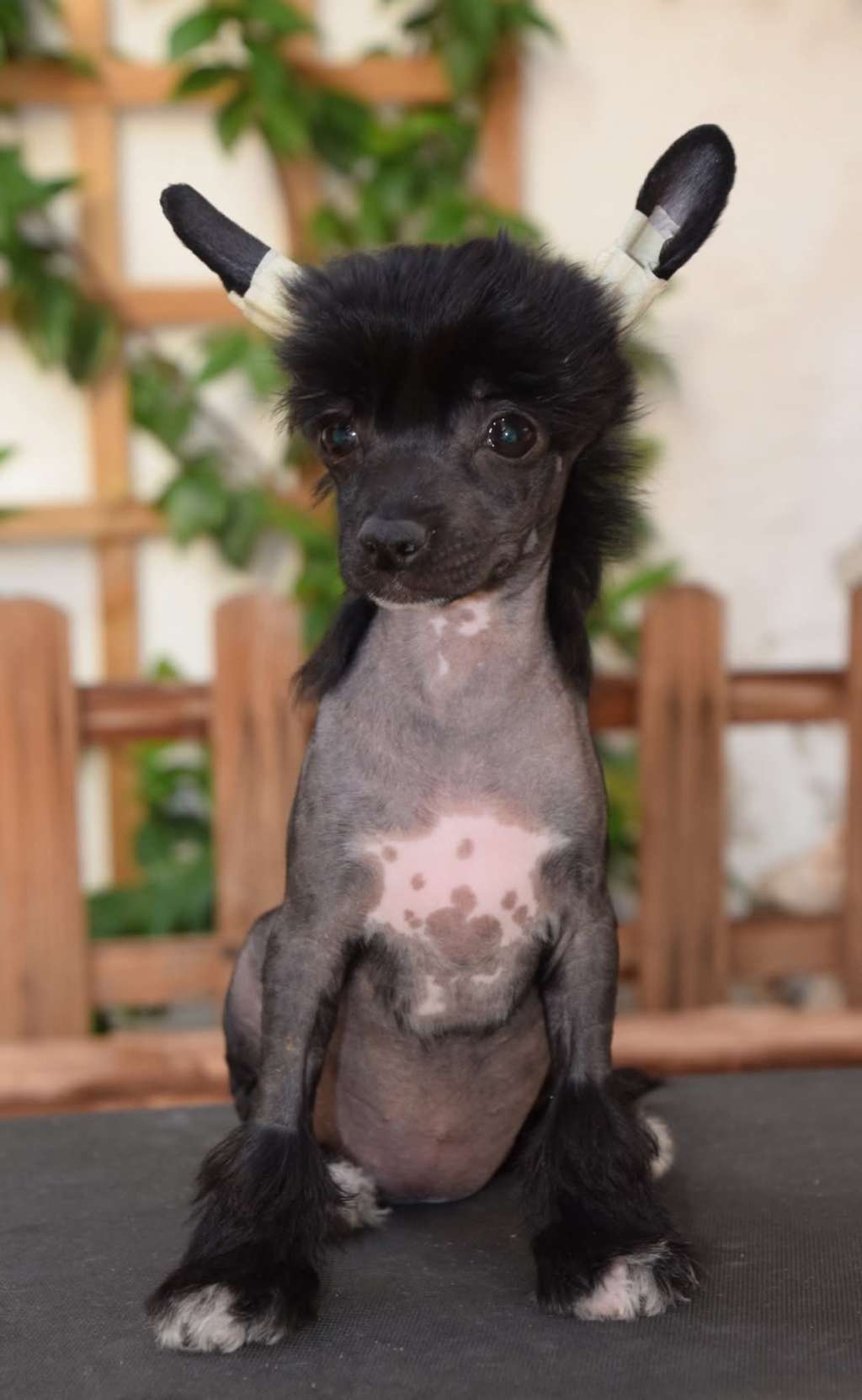 Zelendaya I am a Miracle