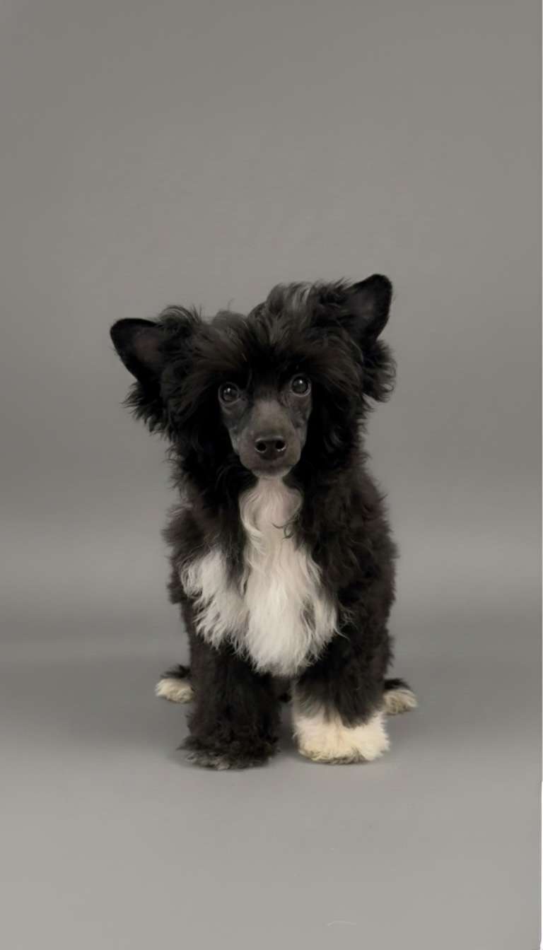 Zaphira Diamond of the Night