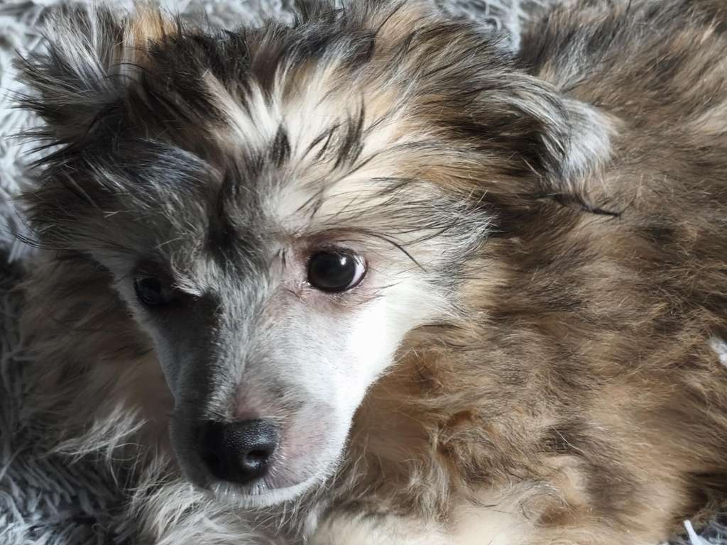 Beauty Incomporable Caramel