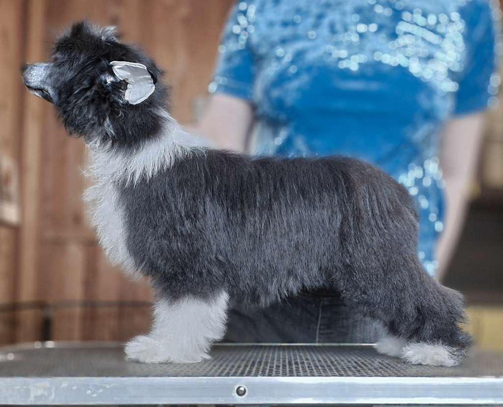 Apriori Vip "B" litter