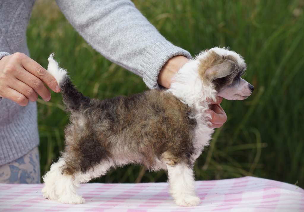 Falling Star Heybett