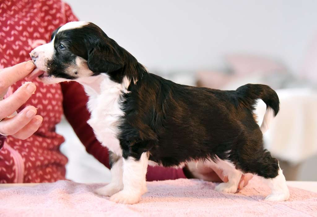 Koniak Kings of Dreams