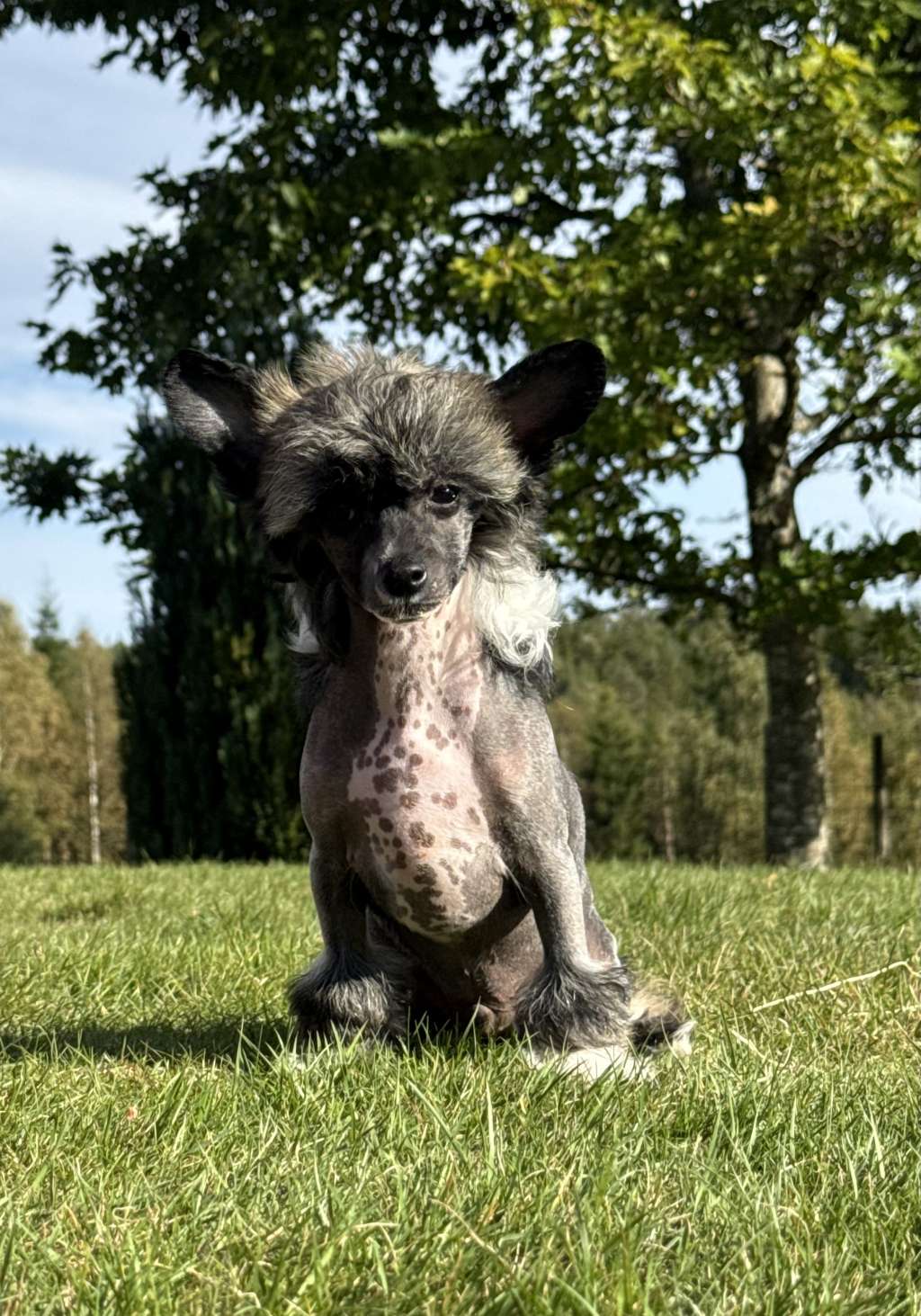 Nomilas West Side Story