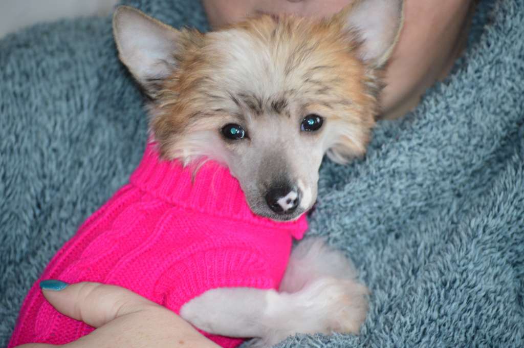 B.... z Andelovy dlane