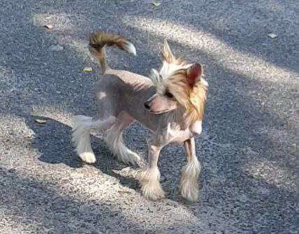 Magic of Success Diana