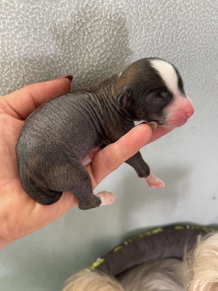 Show Galaktika Zepheus