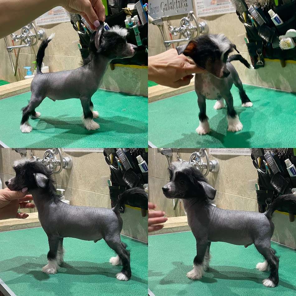 Show Galaktika Zircon