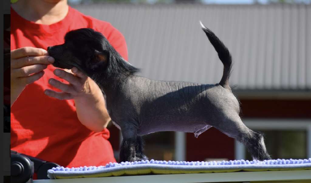 Finhani Tar Devil Tornado