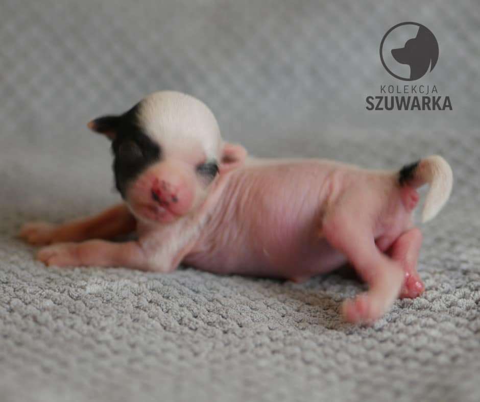 CALINECZKA Kolekcja Szuwarka